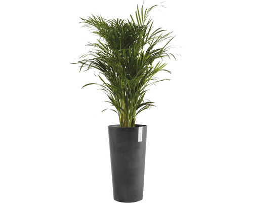 Arecapalm i kruka