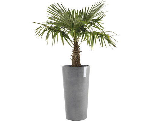Hampa palm i hög planteringskärl