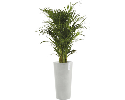 Inomhusväxt Arecapalm i planteringskärl