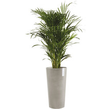 Arecapalm i planteringskärl