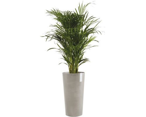 Arecapalm i planteringskärl