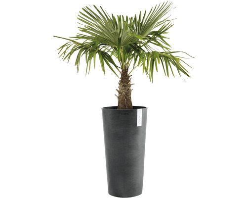 Hampa palm i planteringskärl för inomhusbruk