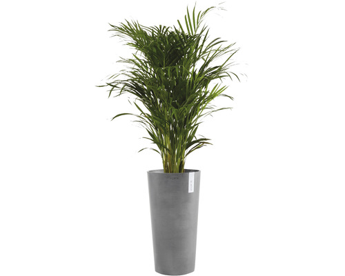 Guldpalm i planteringskärl