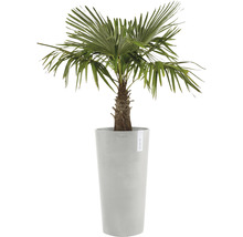 Hampa palm i en planteringskärl