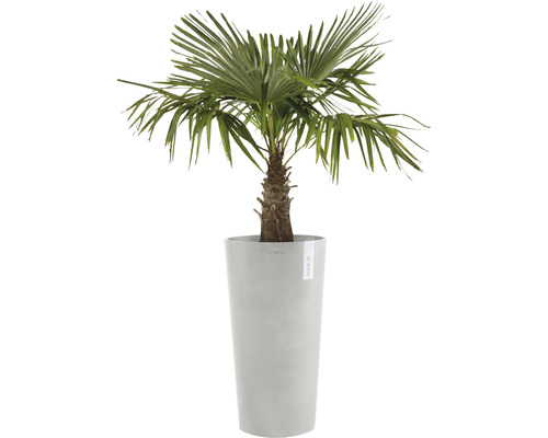 Hampa palm i en planteringskärl