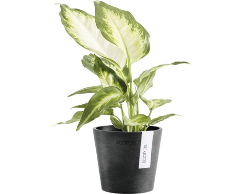 Dieffenbachia-växt i kruka
