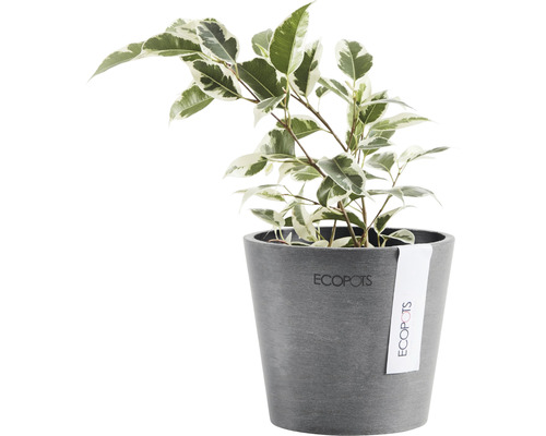 Gummiväxt i en Ecopot-blomkruka