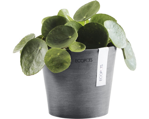 Pilea peperomioides i en Ecopots blomkruka