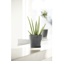 Blomkruka ECOPOTS Amsterdam Mini Ø17x15cm grå
