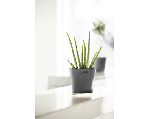 Aloe vera-växt i kruka för inomhusbruk