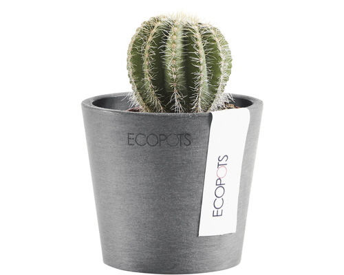 Kaktus i en Ecopot-blomkruka