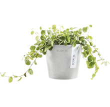Ecopots växt i kruka