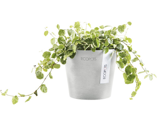 Ecopots växt i kruka