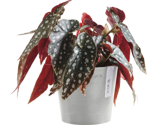 Begoniaväxt i kruka