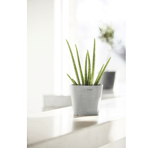 Aloe Vera växt i kruka