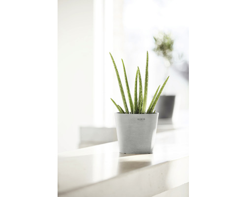 Aloe Vera växt i kruka