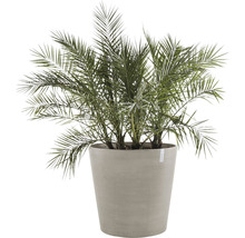 Dadelpalm i planteringskärl