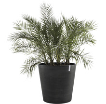 Dadelpalm i planteringskärl