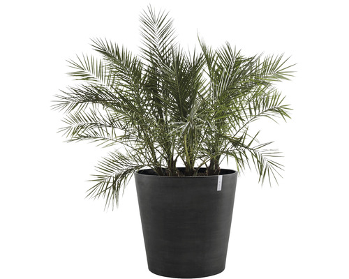 Dadelpalm i planteringskärl