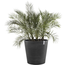 Dadelpalm i kruka