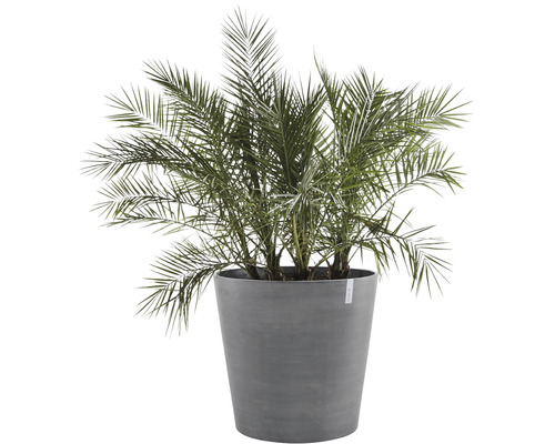 Dadelpalm i kruka