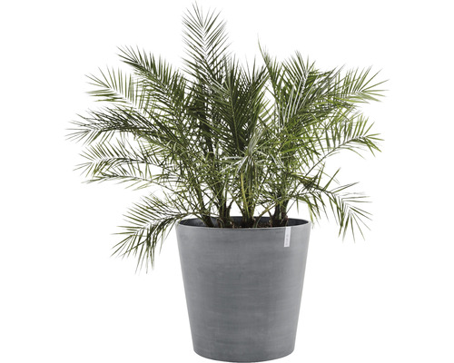 Dadelpalm i en växtbehållare