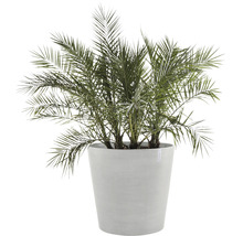 Dadelpalm i en växtbehållare