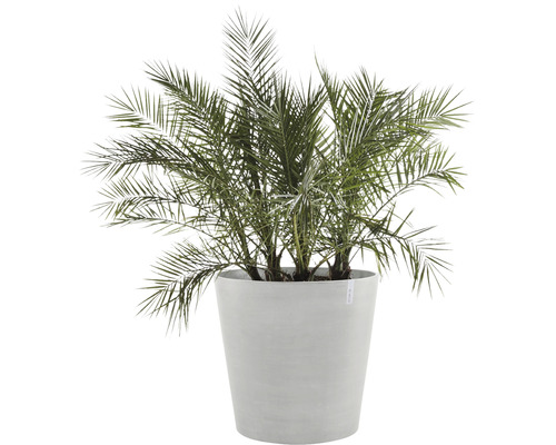 Dadelpalm i en växtbehållare