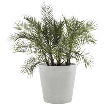 Dadelpalm i planteringskärl