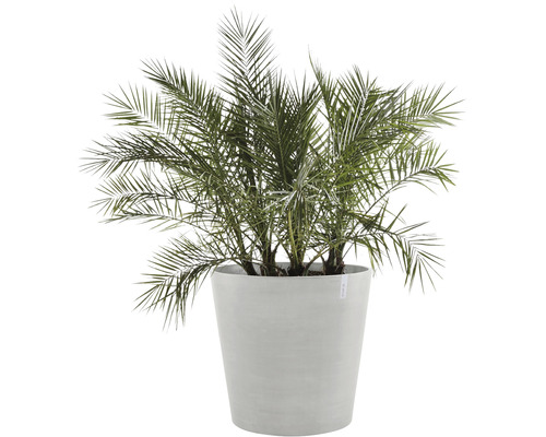 Dadelpalm i planteringskärl