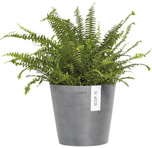 Nephrolepis krukväxt i en kruka