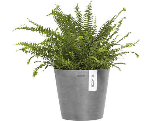 Nephrolepis krukväxt i en kruka