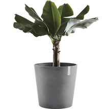 Bananplanta i kruka