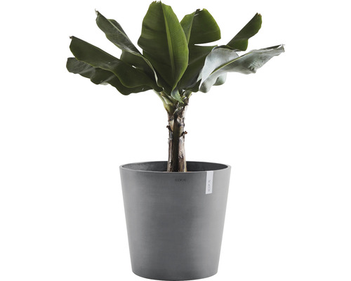 Bananplanta i kruka