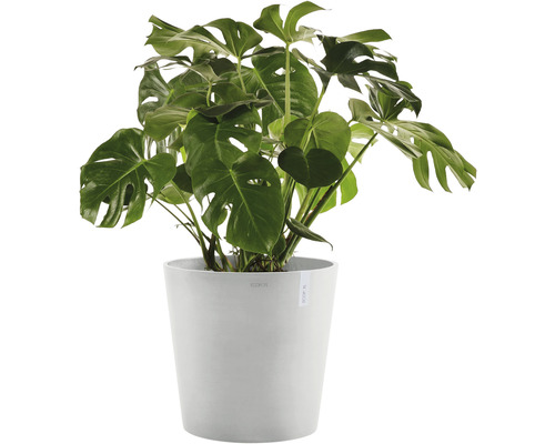 Monstera krukväxt i kruka