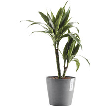 Drakblodsträd i kruka för inomhusbruk