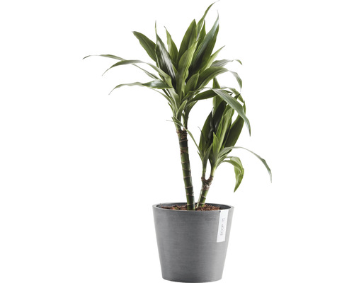 Drakblodsträd i kruka för inomhusbruk