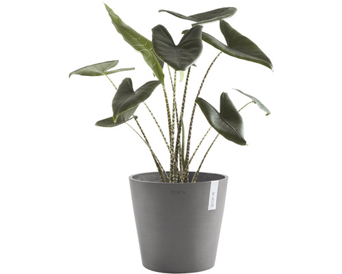 Inomhusväxt Alocasia zebrina i kruka