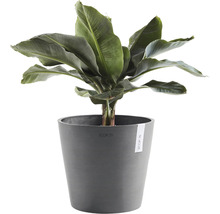 Bananplanta krukväxt i kruka