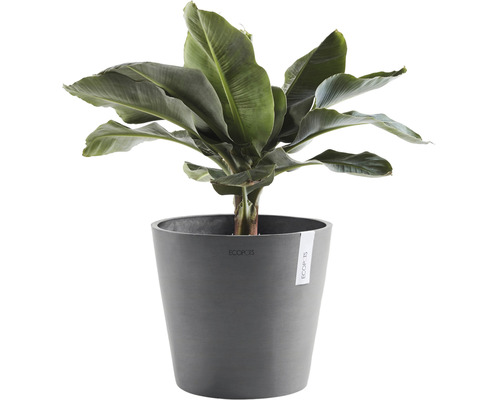 Bananplanta krukväxt i kruka
