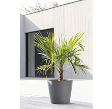 Palm i en blomkruka på en terrass