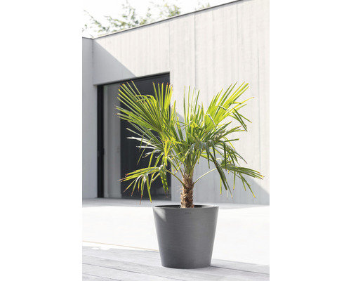 Palm i en blomkruka på en terrass