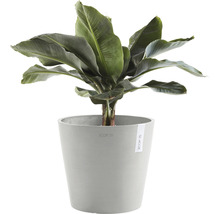 Bananplanta i kruka för inomhusbruk