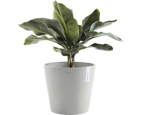 Bananplanta i kruka för inomhusbruk