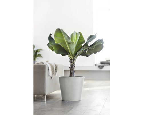 Bananplanta i kruka i ett ljust rum