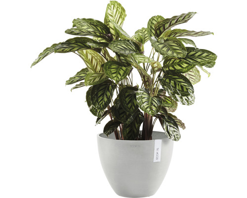 Böneplanta i en blomkruka