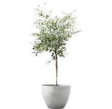 Solitärträd i en växtlåda