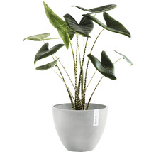 Alocasia Zebrina krukväxt i kruka