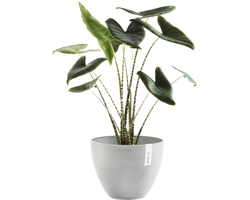 Alocasia Zebrina krukväxt i kruka