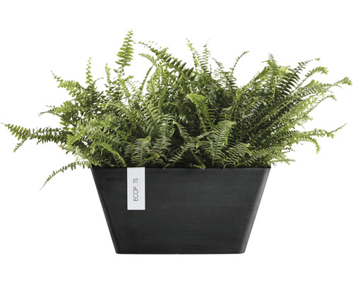 Grön ormbunke i svart planteringskärl för inomhusbruk